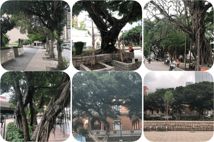 Banyan Trees