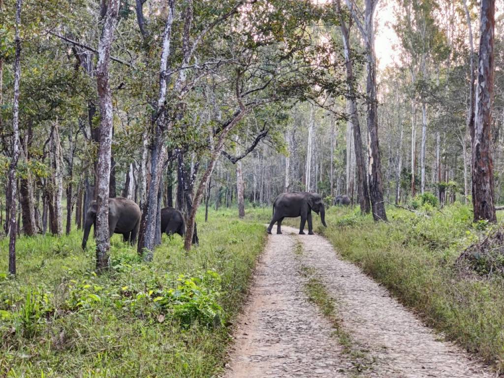 Muthanga Forest Reserve