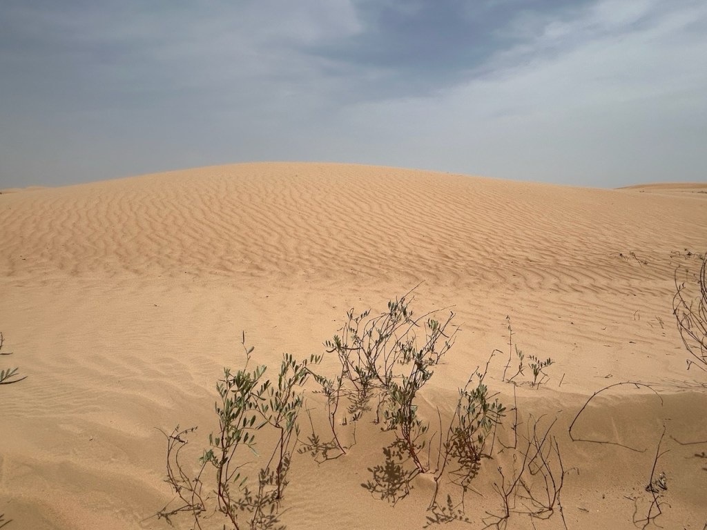 Desertscape, Oman