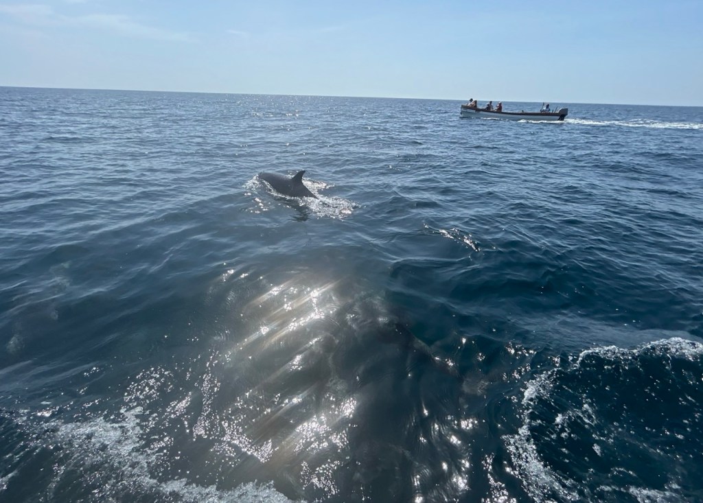 Dolphin watching, Ras Al Hadd