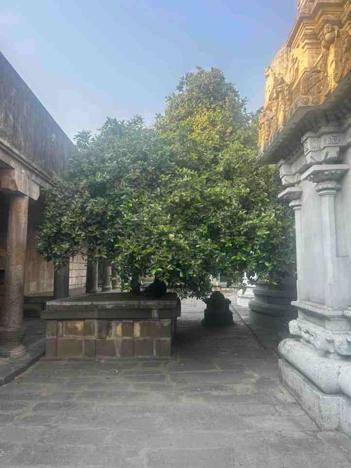 The Kura Tree, Trilokanathyar Temple