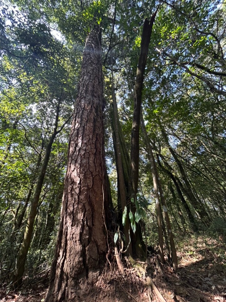 Mawphlang Forest is made of several ancient trees