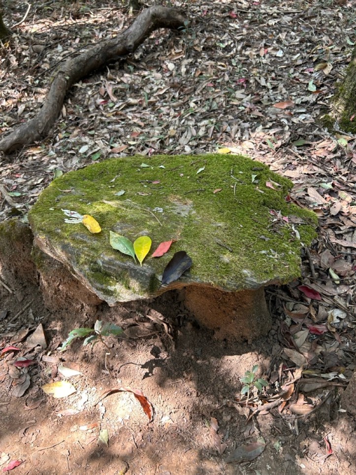 Moss covered stones in Mawphlang Forest