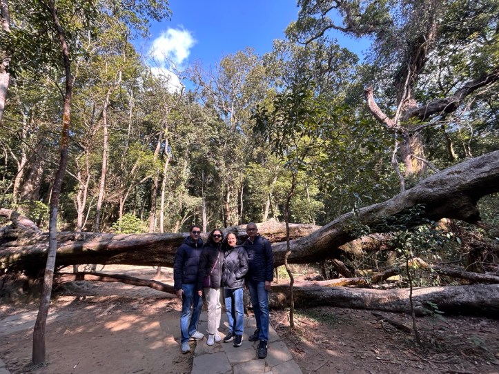 The massive cherry bay tree in Mawphlang Forest