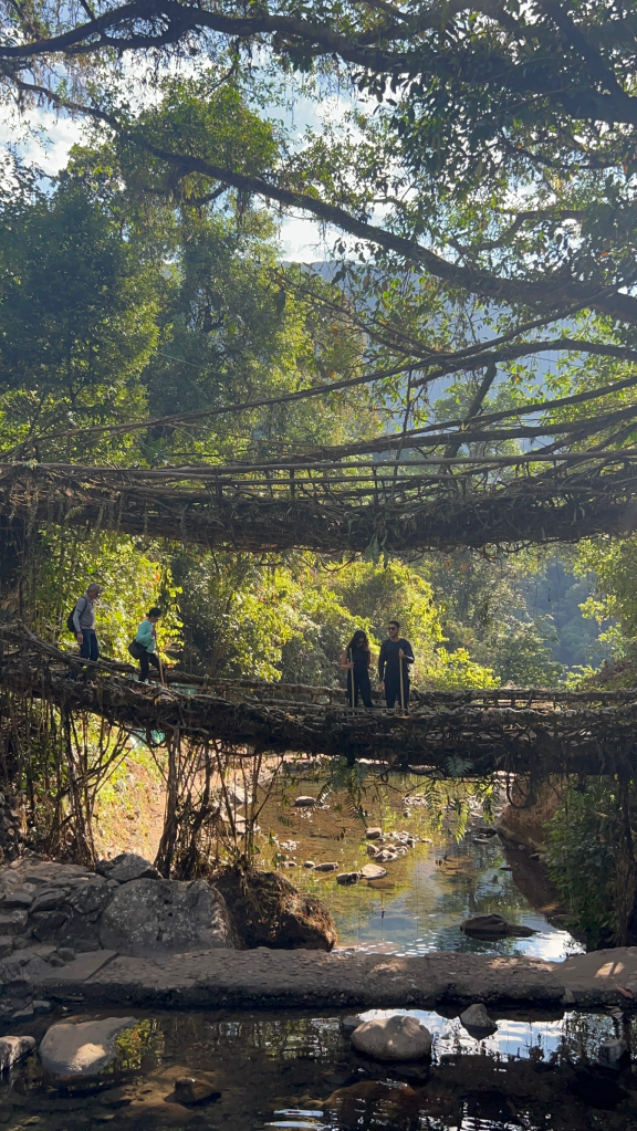 Double Root Bridge