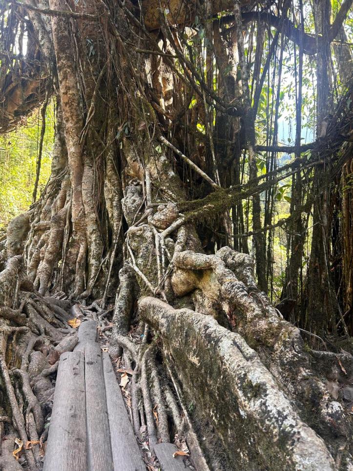 Gnarled roots of the doube decker bridge